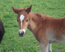 Deckhengst Sammy (Quarter Horse, 2017, von Pines Major)