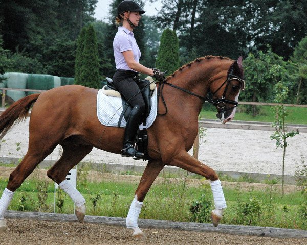 dressage horse First Quality M (Westphalian, 2013, from Franziskus FRH)