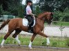 dressage horse First Quality M (Westphalian, 2013, from Franziskus FRH)