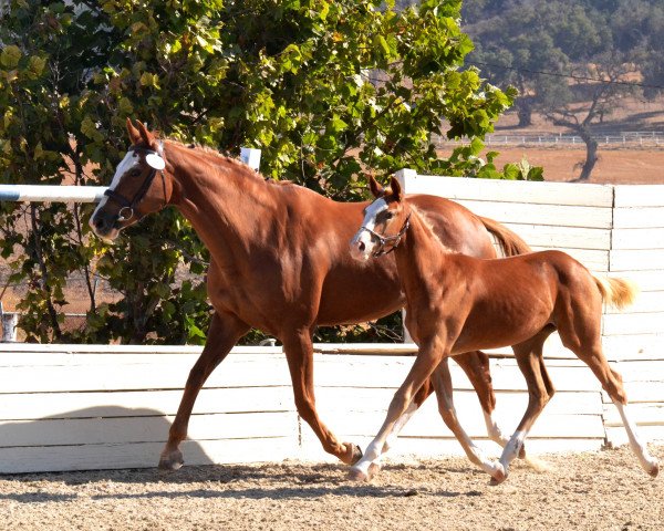 broodmare Jedi Blue TW (Holsteiner, 2016, from Zirocco Blue)