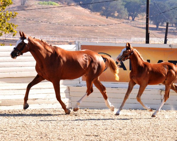 broodmare Undercover (KWPN (Royal Dutch Sporthorse), 2001, from Indoctro)