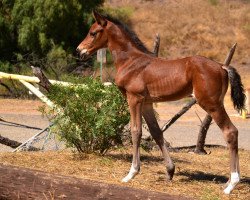 Springpferd Magnus TW (KWPN (Niederländisches Warmblut), 2017, von Catoki)