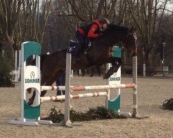 broodmare Sonnhild (German Sport Horse, 2006, from Herkules)