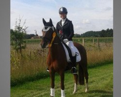 dressage horse Ringo Star (German Riding Pony, 2003, from Oosteinds Ricky)