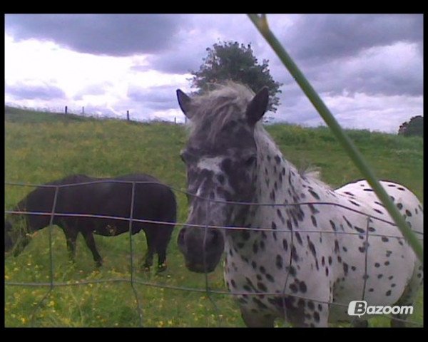 horse Flipper (Knabstrupper,  )