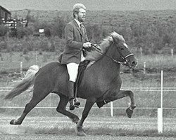 broodmare Venus frá Keldudal (Iceland Horse, 1985, from Fáfnir frá Fagranesi)