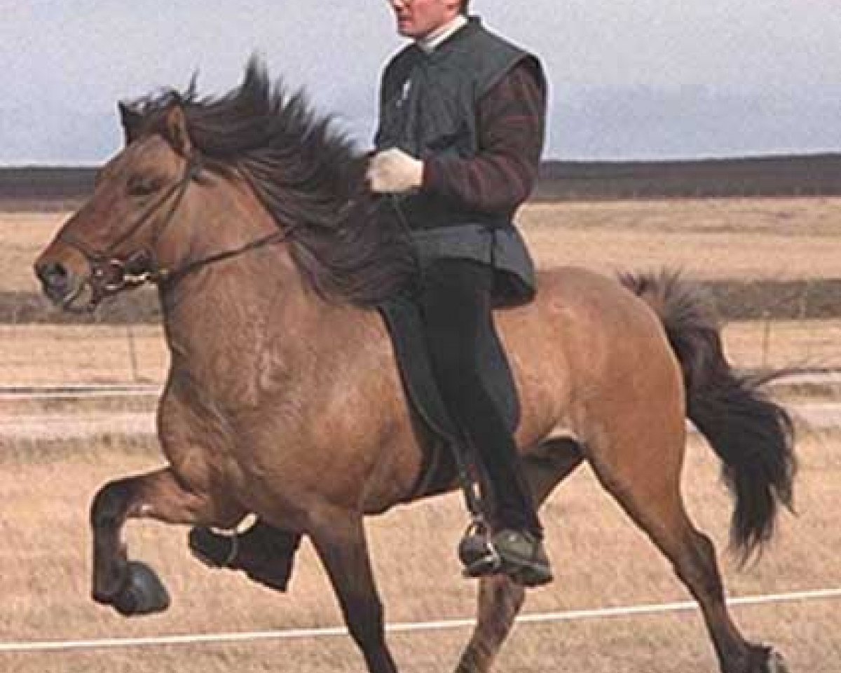 stallion Kolskeggur frá Keldudal (Iceland Horse, 1991, from Ófeigur frá Flugumýri)