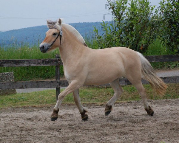 broodmare Vikkelsøe’s Tinde (Fjord Horse, 2012, from Fjordbækken’s Sidan)