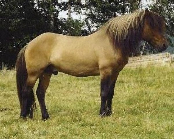 stallion Konna-Bleikur frá Flugumýri (Iceland Horse, 1990, from Ófeigur frá Flugumýri)