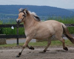 horse La Mia (Fjord Horse, 2013, from Dylan)