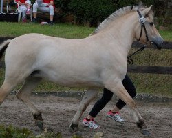 horse Liliona (Fjord Horse, 2013, from Doven)