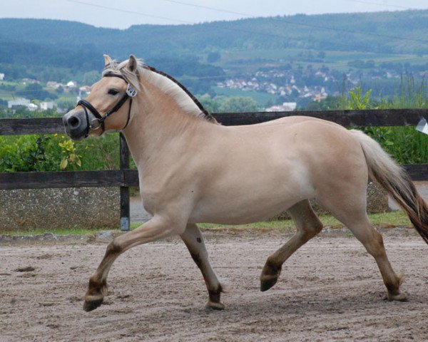 broodmare Lenita (Fjord Horse, 2013, from Merkur N.2743)