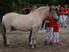 broodmare Ladina (Fjord Horse, 2013, from Dylix)