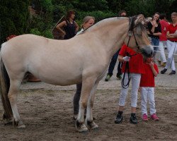 broodmare Ladina (Fjord Horse, 2013, from Dylix)