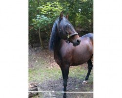 broodmare Naranja (Peruvian Paso, 1996, from KF Rico Suave)