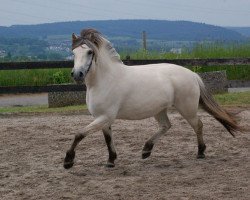 broodmare Florina vom Oderhaff (Fjord Horse, 2012, from Solbjør Borken)