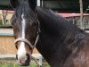 dressage horse Sunshine Queen 2 (Oldenburg, 2009, from Sarkozy 3)