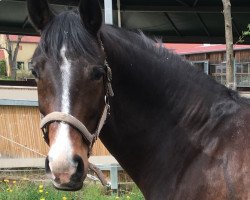 dressage horse Sunshine Queen 2 (Oldenburg, 2009, from Sarkozy 3)