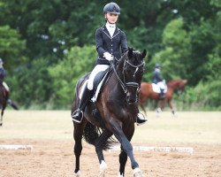 dressage horse Discovery 49 (Hanoverian, 2008, from Dancier)