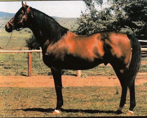stallion Whiskey Road xx (Thoroughbred, 1972, from Nijinsky xx)