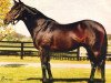 stallion Strawberry Road xx (Thoroughbred, 1979, from Whiskey Road xx)