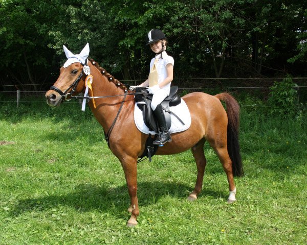 dressage horse Mr.Hopps (German Riding Pony, 2001, from Mondrian 29)