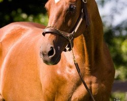 broodmare Train Robbery xx (Thoroughbred, 1987, from Alydar xx)