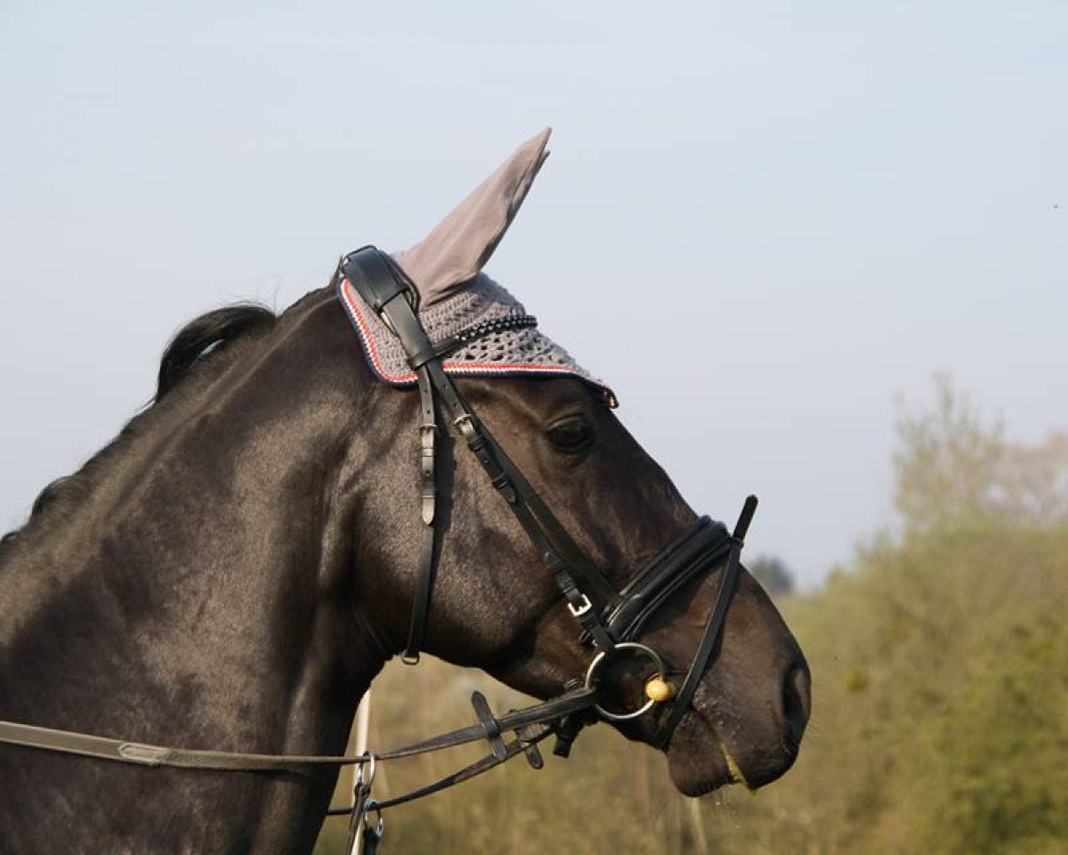 dressage horse Chacco's Black Sparrow (German Sport Horse, 2011, from Chacco Chacco)