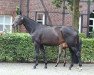 broodmare Feria (Westphalian, 2012, from Franziskus FRH)