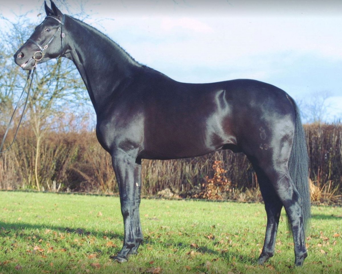 stallion Soprano (Oldenburg, 1999, from Sandro Hit)
