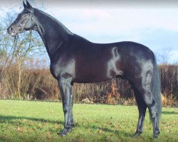 stallion Soprano (Oldenburg, 1999, from Sandro Hit)