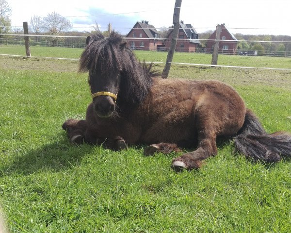 broodmare Lady Lou (Shetland pony (under 87 cm), 2008, from Unbekannt PONY)