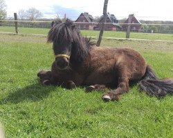 Zuchtstute Lady Lou (Shetland Pony (unter 87 cm), 2008, von Unbekannt PONY)