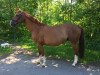 broodmare Wildrose 113 (Hanoverian, 2003, from Wolkentanz I)