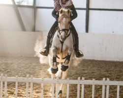 dressage horse Dacapo 225 (German Riding Pony, 2000, from Ulfenbach Golden Derano C)