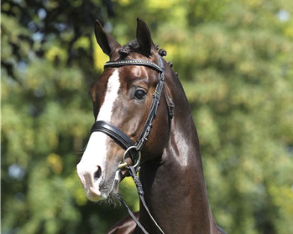 dressage horse Blue Hors Don Olymbrio (Royal Warmblood Studbook of the Netherlands (KWPN), 2008, from Jazz)