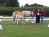 dressage horse Stute von Nachtstolz (Haflinger, 2017, from Nachtstolz)