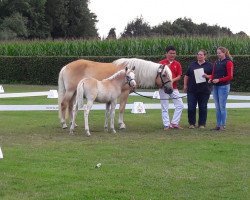 Dressurpferd Stute von Nachtstolz (Haflinger, 2017, von Nachtstolz)