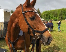 jumper Zeliah (Trakehner, 2002, from Sixtus)