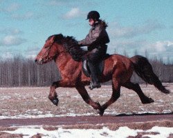 Deckhengst Sindri frá Högnastöðum (Islandpferd, 1992, von Orri frá Þúfu i Landeyjum)