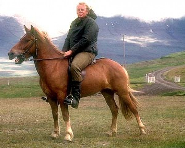 broodmare Sif fra Laugarvatni (Iceland Horse, 1969, from Faxi frá Árnanesi)