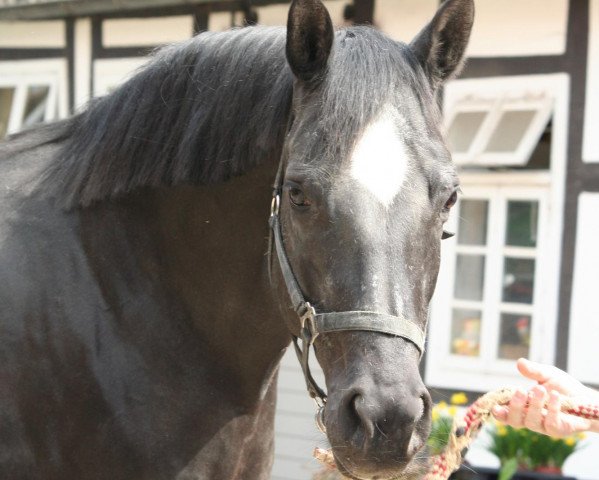 Zuchtstute Turteltaube II (Trakehner, 1995, von Caprimond)