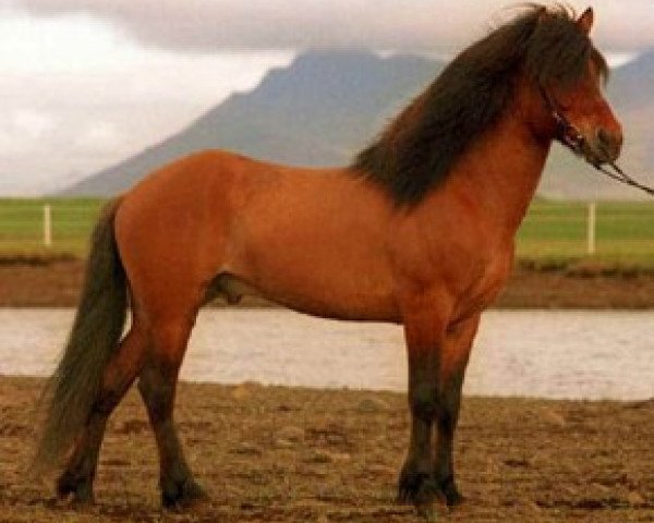 stallion Dagur frá Kjarnholtum I (Iceland Horse, 1984, from Kolfinnur frá Kjarnholtum I)