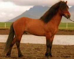 stallion Dagur frá Kjarnholtum I (Iceland Horse, 1984, from Kolfinnur frá Kjarnholtum I)