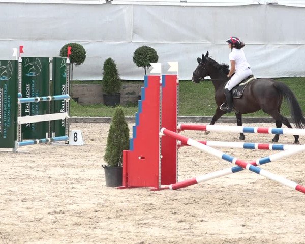 FEI Reitturnier Humlikon (SUI) 2018