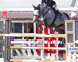 Springpferd Laragh Storm (Connemara-Pony, 2009, von Leág)