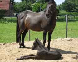 dressage horse Pfingstrose 4 (Holsteiner, 2000, from Capo)