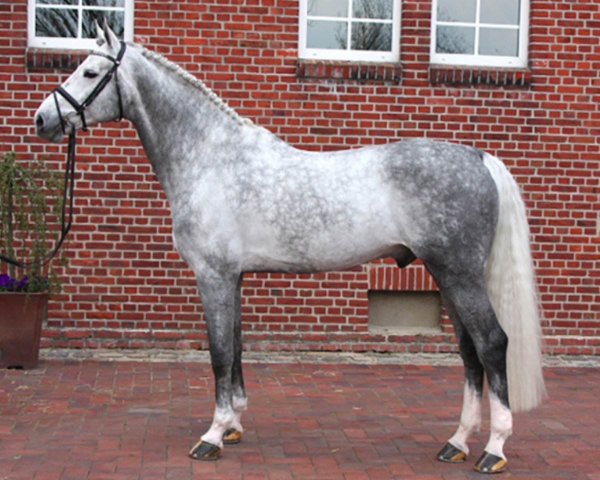 stallion Clintissimo 197 FIN (Holsteiner, 2005, from Clinton I)