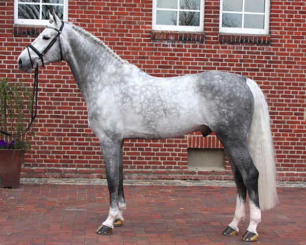 stallion Clintissimo 197 FIN (Holsteiner, 2005, from Clinton I)