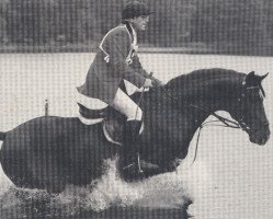 Deckhengst Rittersporn (Trakehner, 1976, von Mazagran)